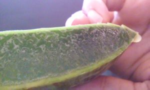 Natural Organic Aloe Vera