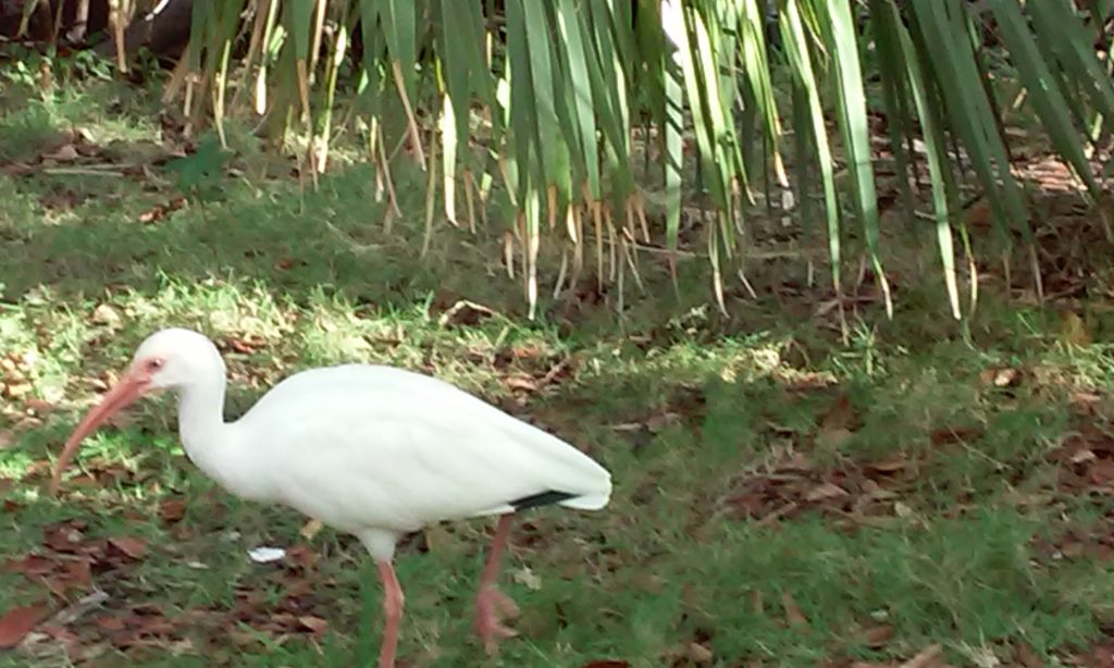 Long leg white birds on my nature walk
