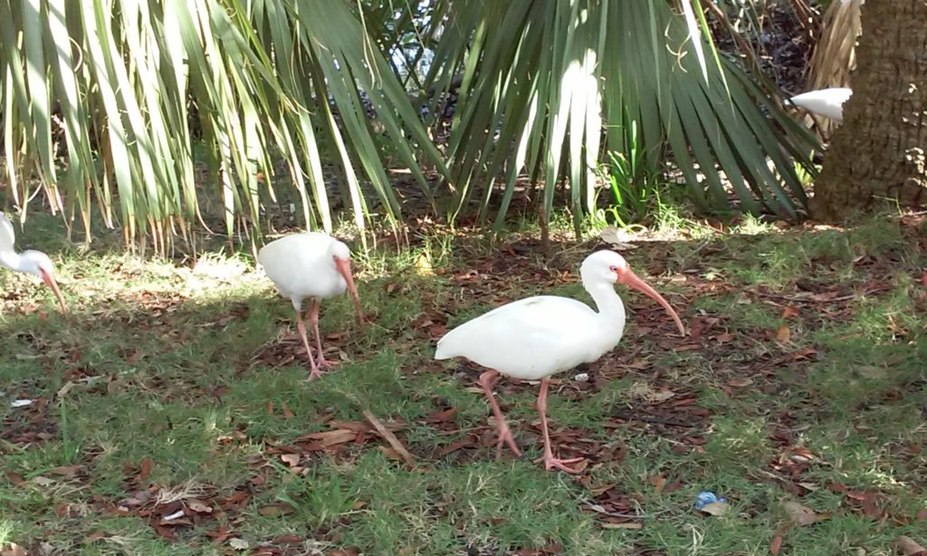 pics of white birds near a lake