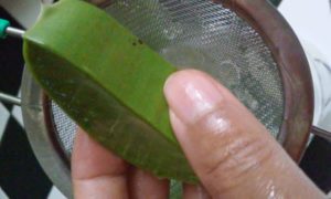 sliced aloe vera plant