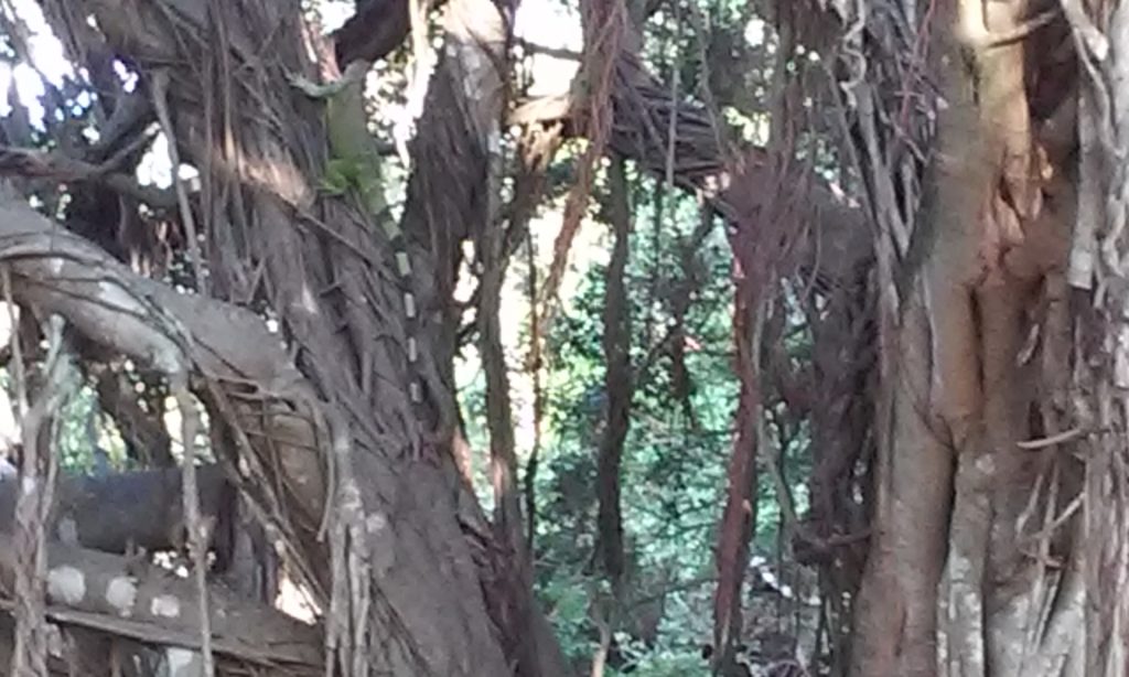 Green big iguana lizard climbing a big tree