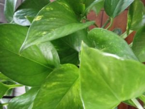 Taking care of the Golden Pothos leaves
