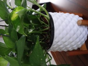 Taking care of Pothos Plants