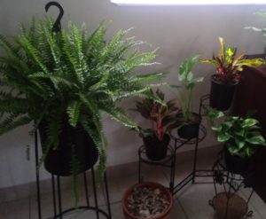 Grouping Indoor Plants