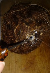remove water from coconut shell