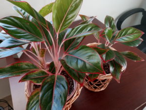 Repotting Red Aglaonema Houseplant