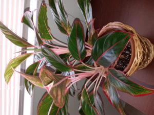 Prevent Red Aglaonema yellow leaves
