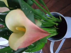 blooming calla lily