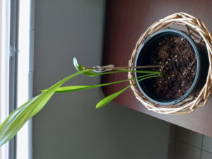 houseplant calla lily spring